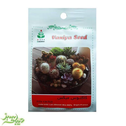 تصویر  بذر کاکتوس میکس