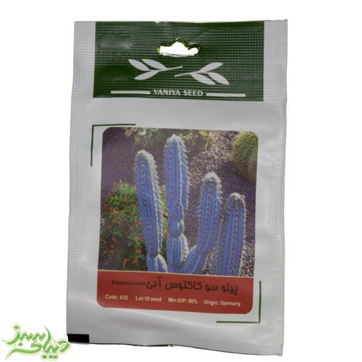 تصویر  بذر پیلو سو کاکتوس آبی