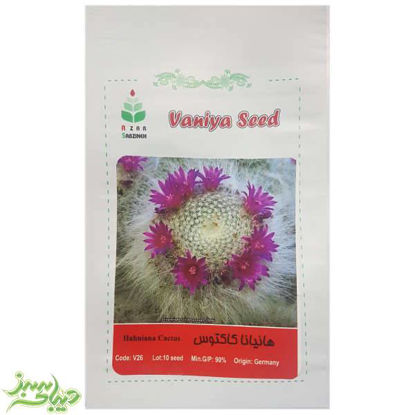 تصویر  بذر هانیانا کاکتوس