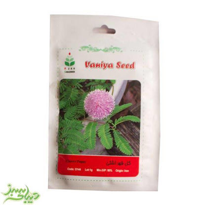 تصویر  بذر گل قهر اشتی