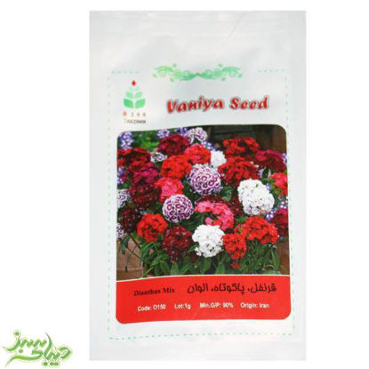 تصویر  بذر قرنفل ، پاکوتاه ، الوان