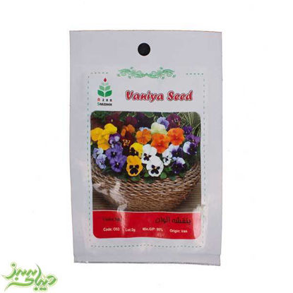 تصویر  بذر بنفشه الوان