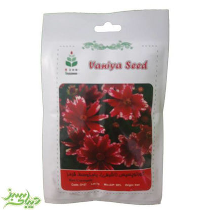 تصویر  بذر کورئوپسیس (اشرفی) ، پامتوسط ، قرمز