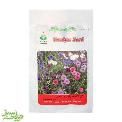 تصویر  بذر گل گندم ، پابلند ، الوان