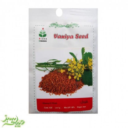 تصویر  بذر خردل