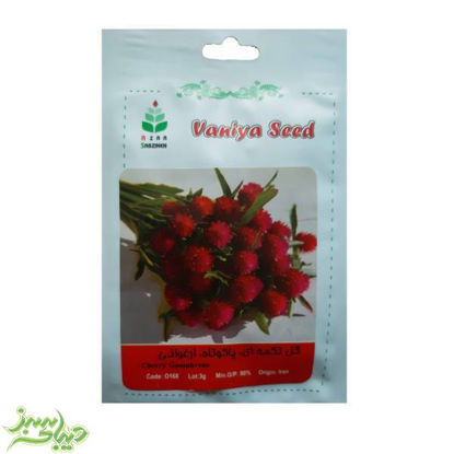 تصویر  بذر گل تکمه ای ، پاکوتاه ، ارغوانی