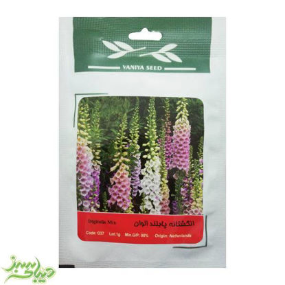 تصویر  بذر انگشتانه پابلند الوان