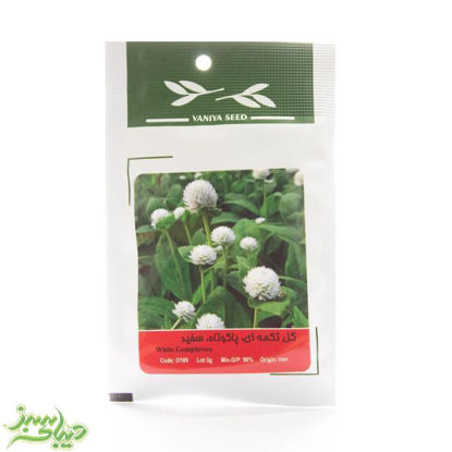 تصویر  بذر گل تکمه ای ، پاکوتاه ، سفید