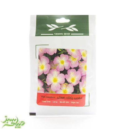 تصویر  بذر مغربی ، پابلند ، صورتی