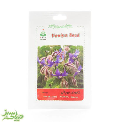 تصویر  بذر گاو زبان اروپائی