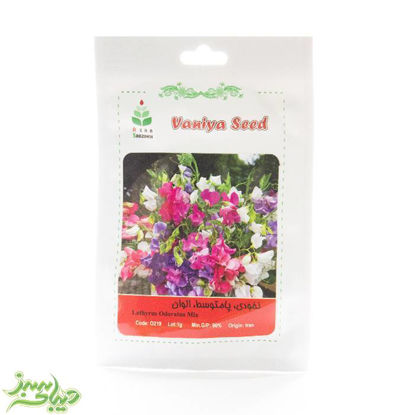 تصویر  بذر نخودی ، پامتوسط ، الوان