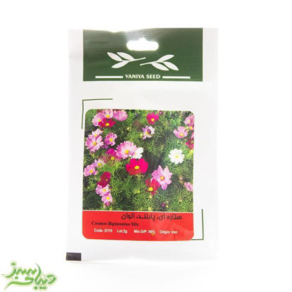 تصویر  بذر ستاره ای ، پابلند ، الوان