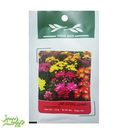 تصویر  بذر داوودی ، پاکوتاه ، الوان