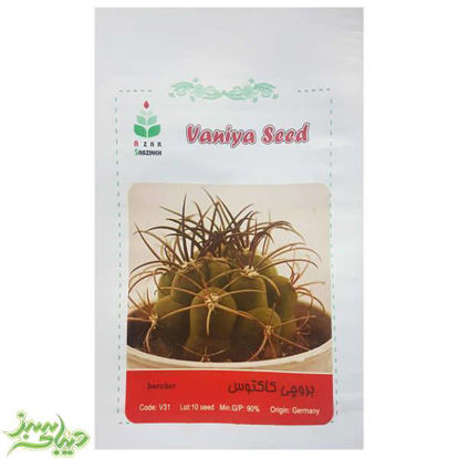 تصویر  بذر بروچی کاکتوس