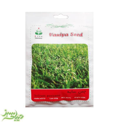 تصویر  بذر چمن سایه