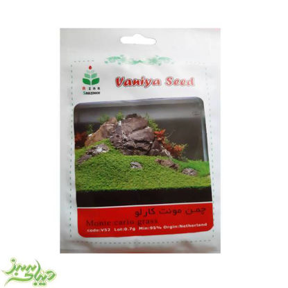 تصویر  بذر چمن مونت کارلو