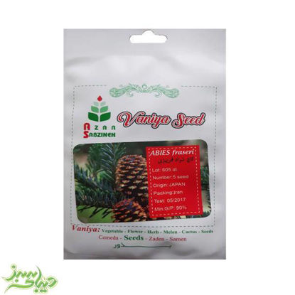 تصویر  بذر کاج نراد فریزی