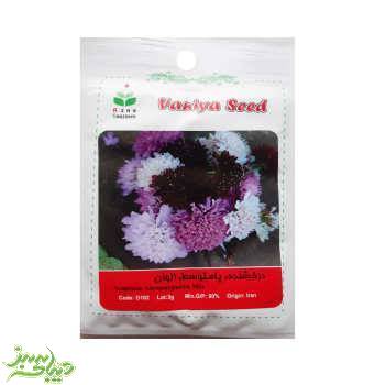 تصویر  بذر درخشنده ، پامتوسط ، الوان