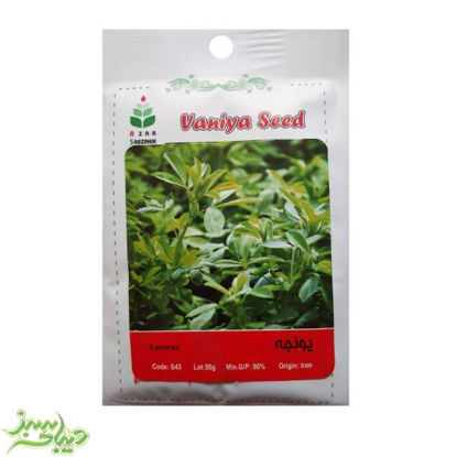 تصویر  بذر یونجه