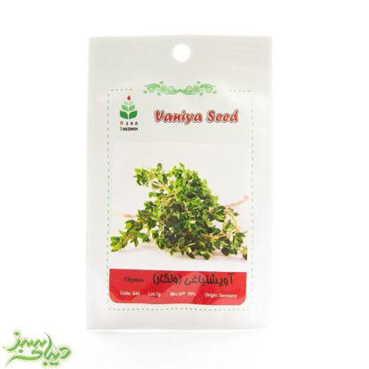 تصویر  بذر آویشن باغی (ولگار)