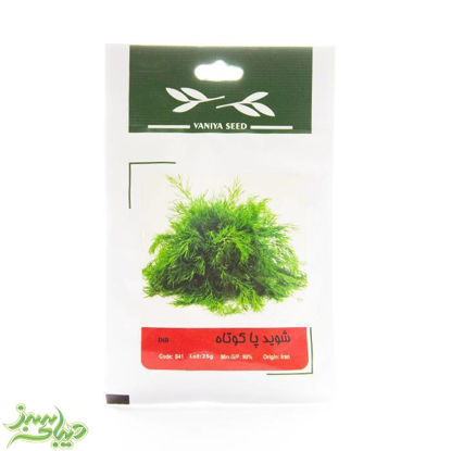 تصویر  بذر شوید پاکوتاه