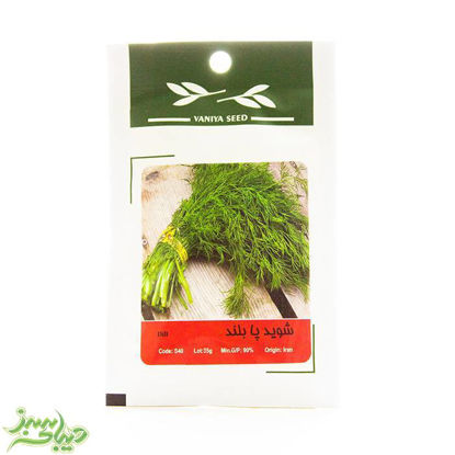 تصویر  بذر شوید پابلند