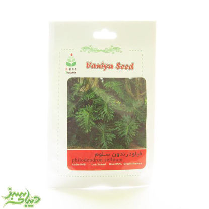 تصویر  بذر فیلودرندون سلوم