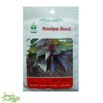 تصویر  بذر ریحان ابلق