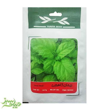 تصویر  بذر ریحان کاهویی