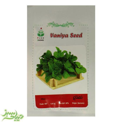 تصویر  بذر نعناع