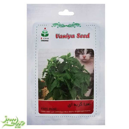 تصویر  بذر نعناع گربه ای