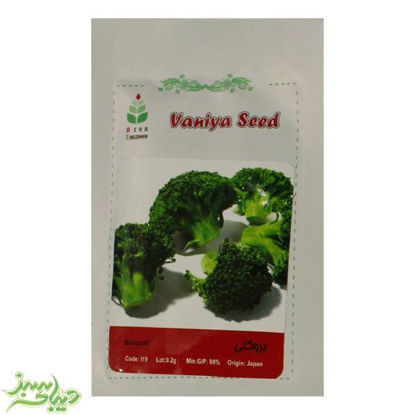 تصویر  بذر کلم بروکلی