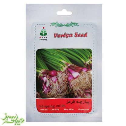 تصویر  بذر پیازچه قرمز