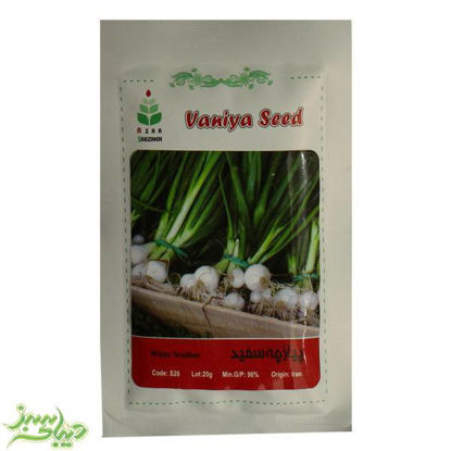 تصویر  بذر پیازچه سفید