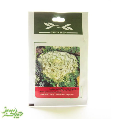 تصویر  بذر کلم زینتی ، پاکوتاه ، سفید