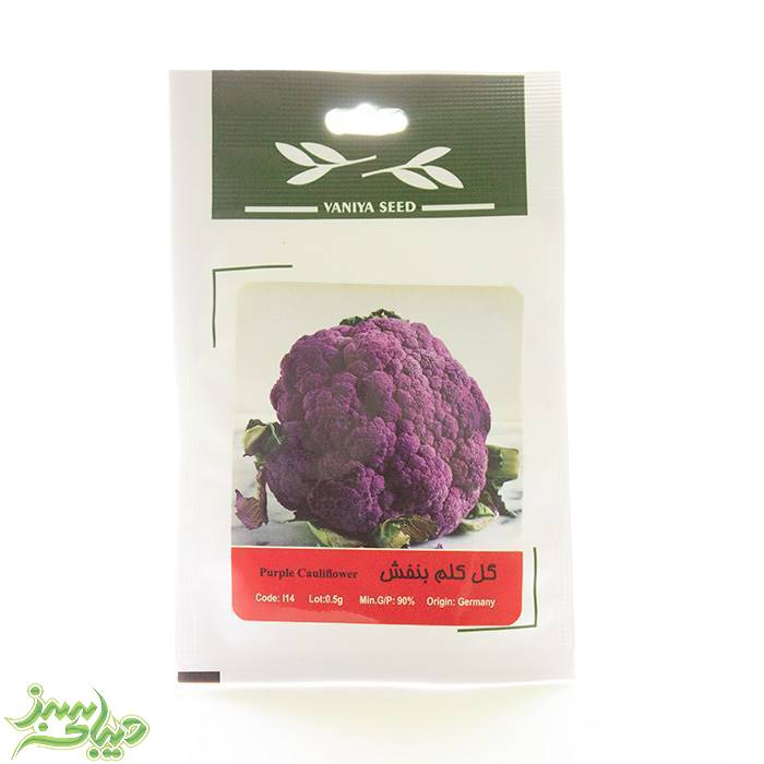 تصویر  بذر گل کلم بنفش