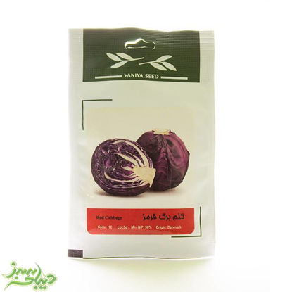 تصویر  بذر کلم برگ قرمز