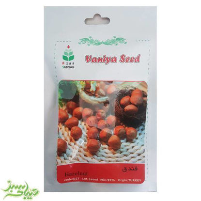 تصویر  بذر فندق