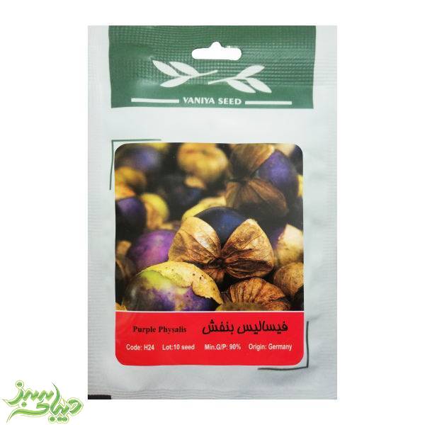 تصویر  بذر فیسالیس بنفش