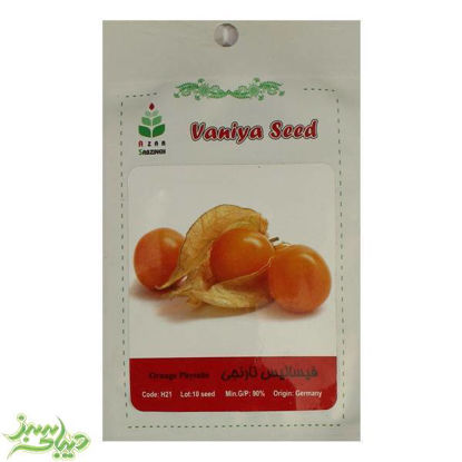 تصویر  بذر فیسالیس نارنجی