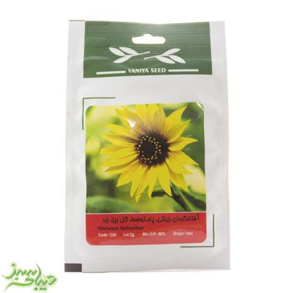تصویر  بذر آفتاب گردان زینتی ، پامتوسط ، گل ریز ، زرد