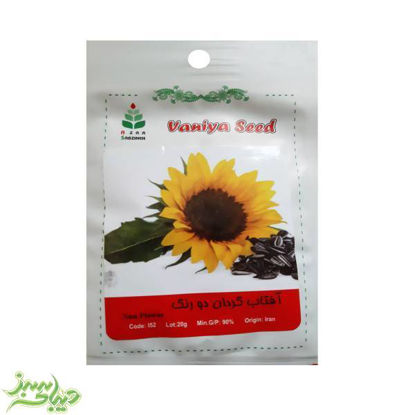تصویر  بذر آفتاب گردان دو رنگ
