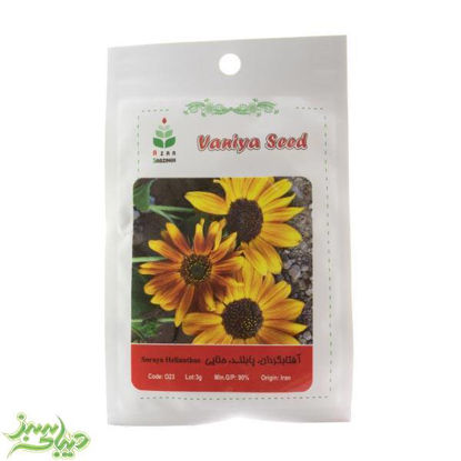 تصویر  بذر آفتاب گردان ، پابلند ، حنایی