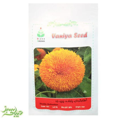 تصویر  بذر آفتاب گردان ، پابلند ، پرپر ، زرد