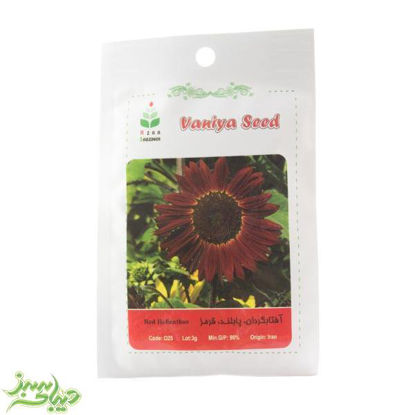 تصویر  بذر آفتاب گردان ، پابلند ، قرمز