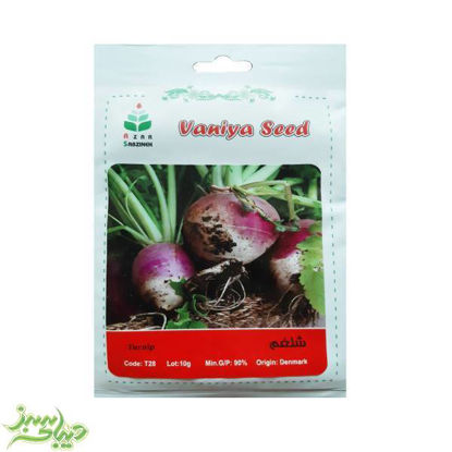 تصویر  بذر شلغم