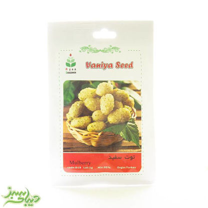 تصویر  بذر توت سفید