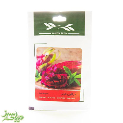 تصویر  بذر دراگون قرمز