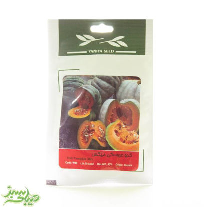 تصویر  بذر کدو عروسکی میکس