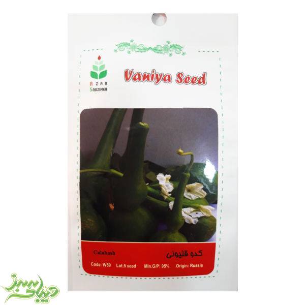 تصویر  بذر کدو قلیونی